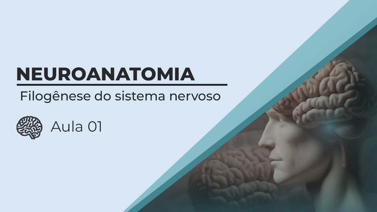 🧠 FILOG&Ecirc;NESE do SISTEMA NERVOSO | Neuroanatomia - Cap&iacute;tulo 1