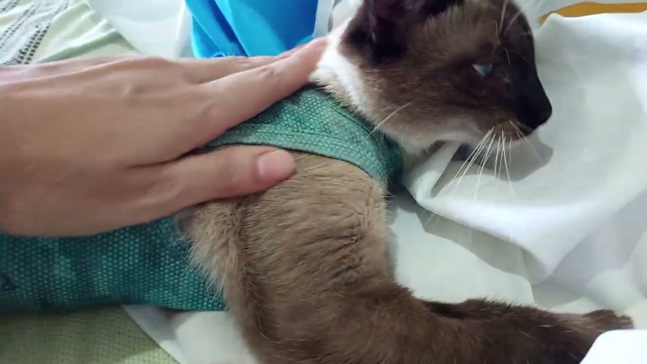 Recuperação lenta após castração 🐾❤️#gatos #gato#gateiraporamor ❤️🐾
