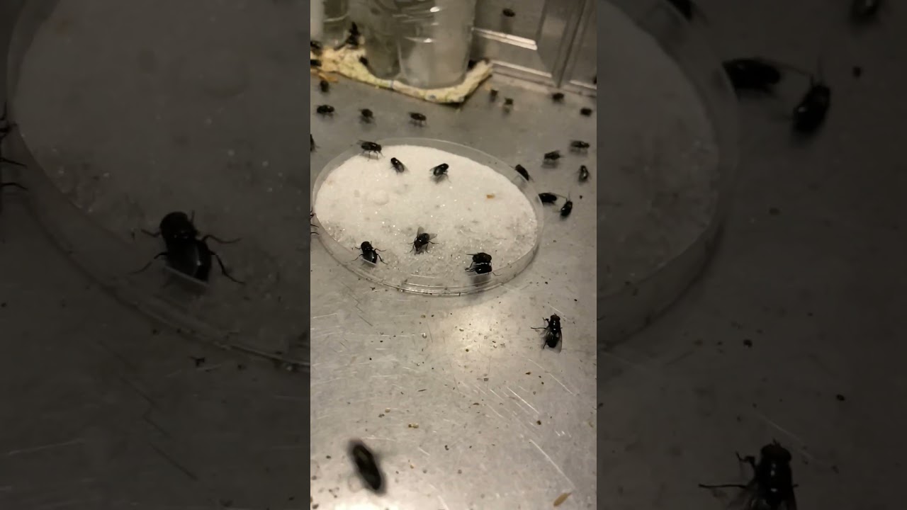 Longer slo mo video of blow flies on sugar