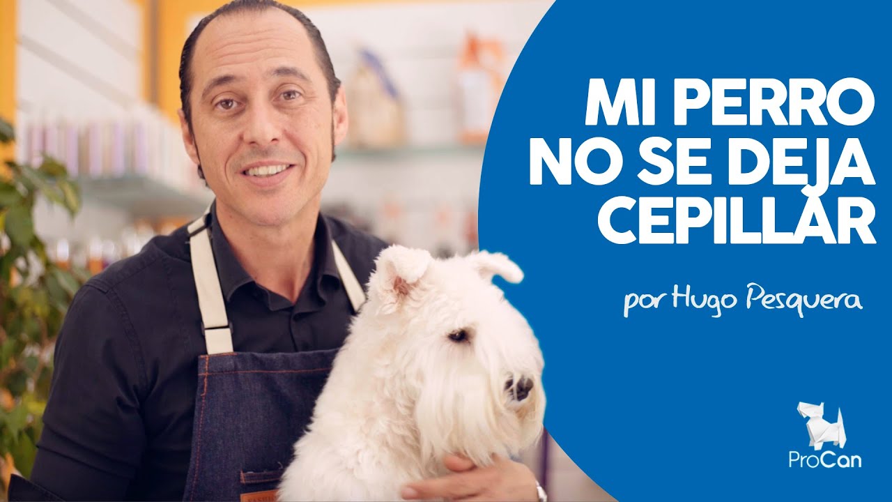 MI PERRO NO SE DEJA CEPILLAR | ProCanTV