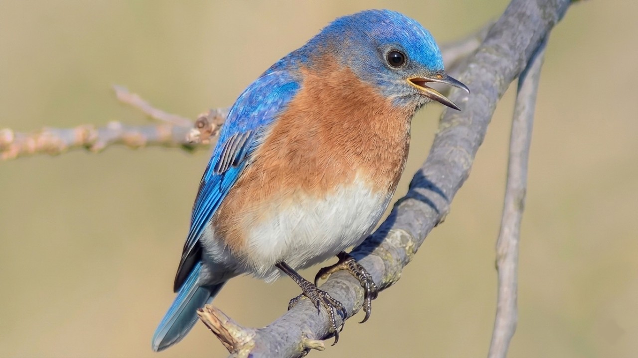 Eastern bluebird call / song / sounds