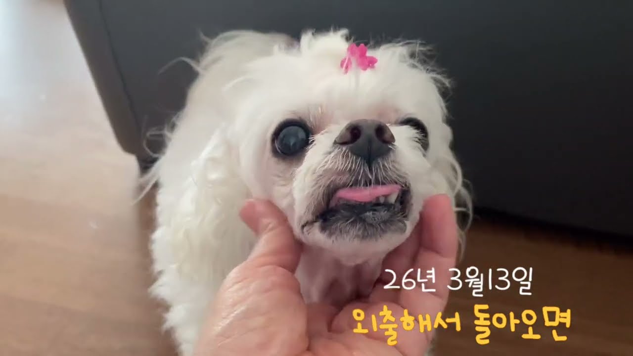 외출해서 돌아오면 격한 반응