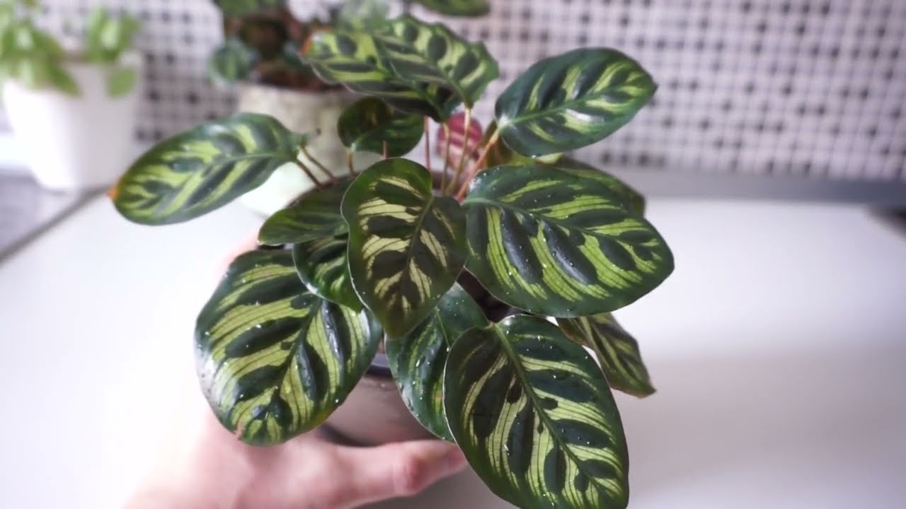 🌱Le Calathea migliori in semi idroponica - Watthias