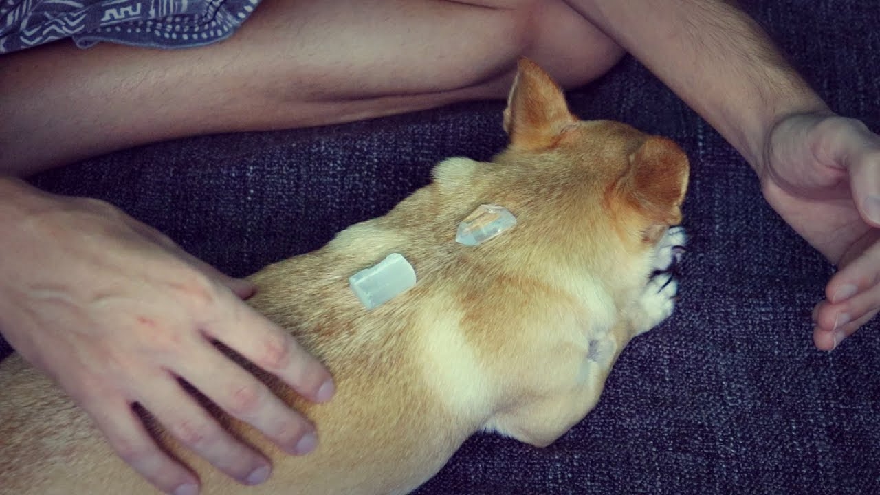 Crystal Reiki Healing on my Dog (ASMR)