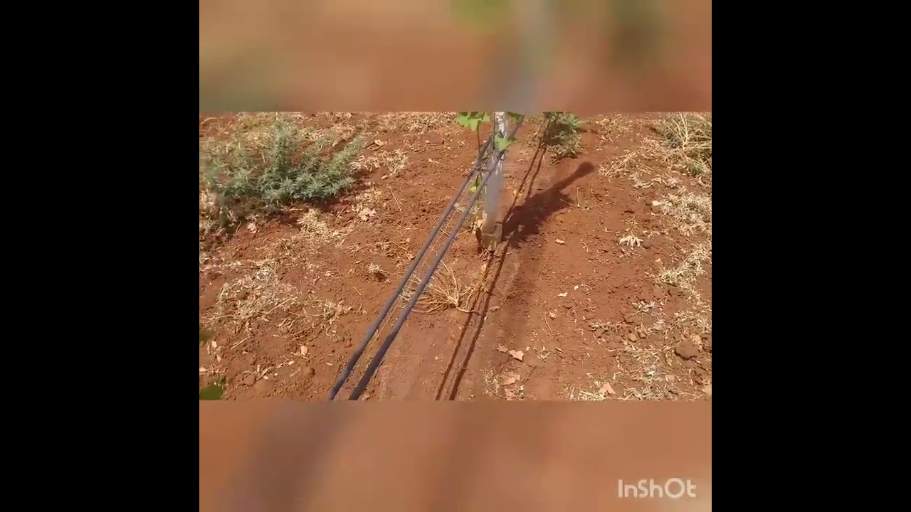 تقنية تحضير عنب Musca الإيطالي لبدء الإنتاج