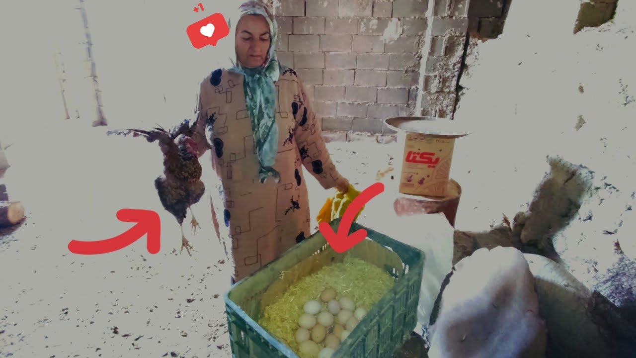 Mom Prepares the Eggs Under the Hen — A New Chick Story Begins