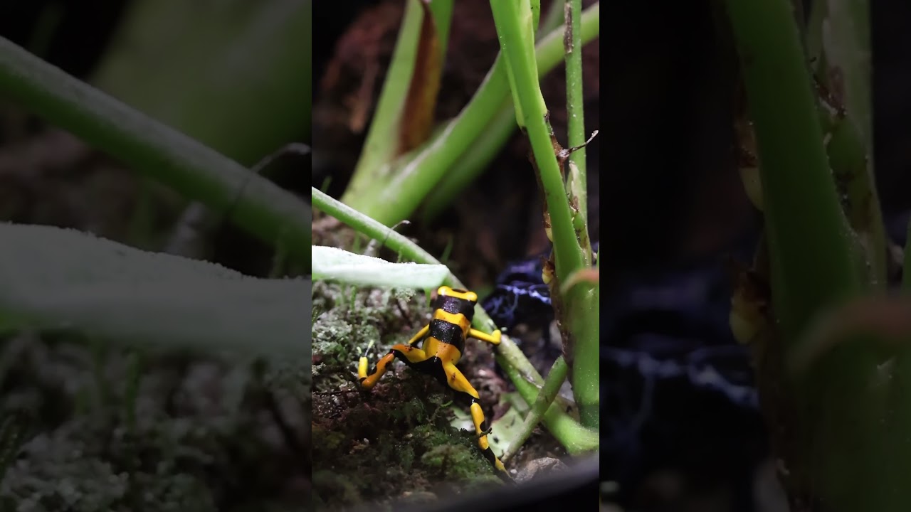 Poison dart frog vivarium! #vivarium #poisondartfrog #dartfrog #frog #dendrobates #shorts #aqualab