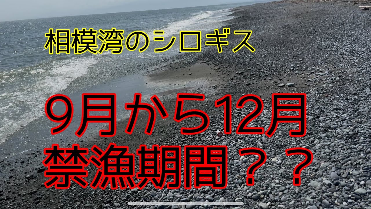 西湘サーフ　大磯海岸　シロギス調査　相模湾のシロギス禁漁について