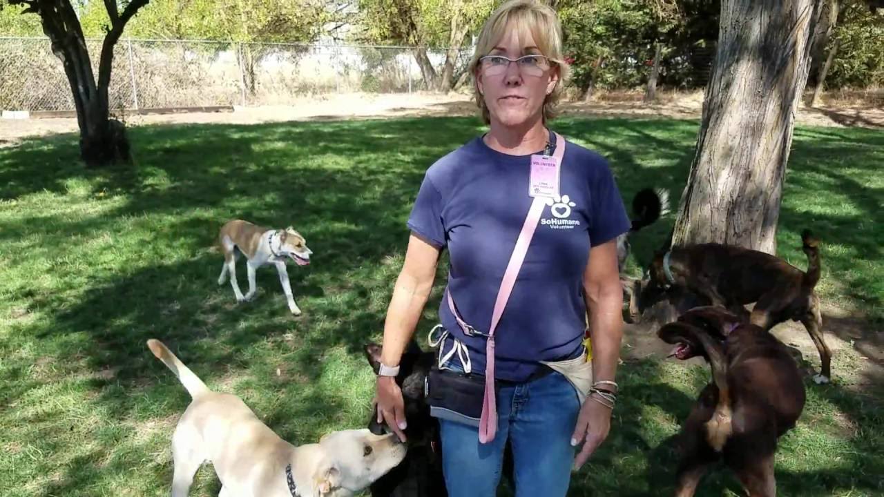 SoHumane Play group Program