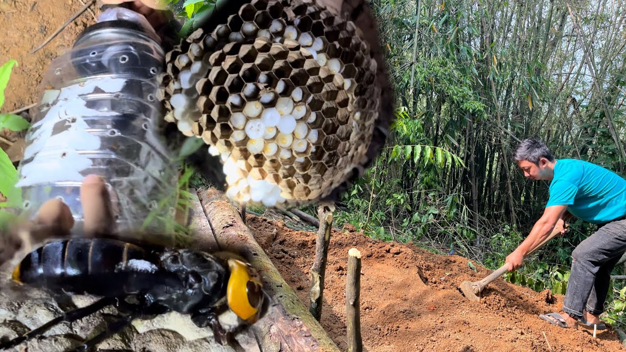 Rearing Asian Giant Hornet //Rearing Technique//Tangkhul Naga Style