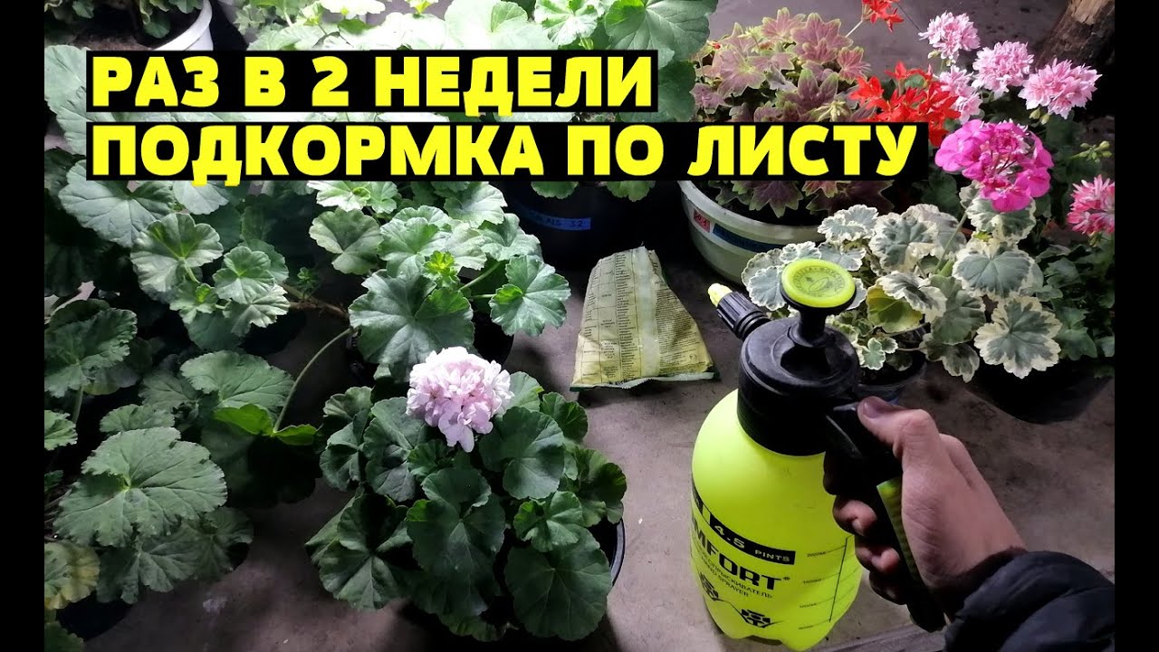 ЗЕЛЕНЫЕ И ЖИРНЫЕ ЛИСТЬЯ У ГЕРАНИ (ПЕЛАРГОНИИ) - 2 УДОБРЕНИЯ