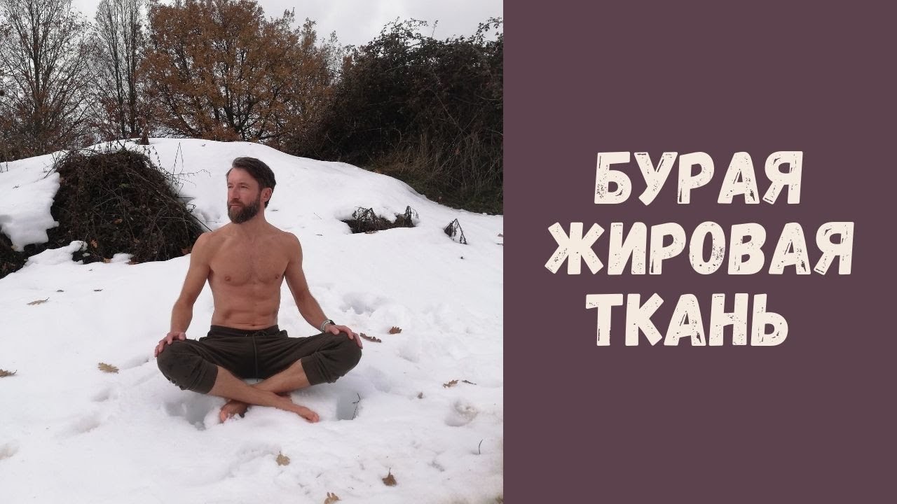 Бурый жир и 5 способов его активации