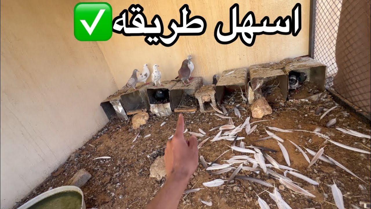 اسهل طريقه لتربيه الحمام👍🏻