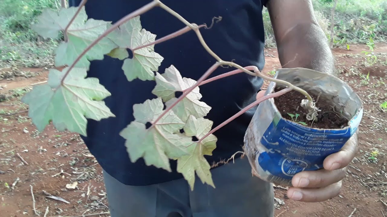Como Plantar Melão Croá 🌱