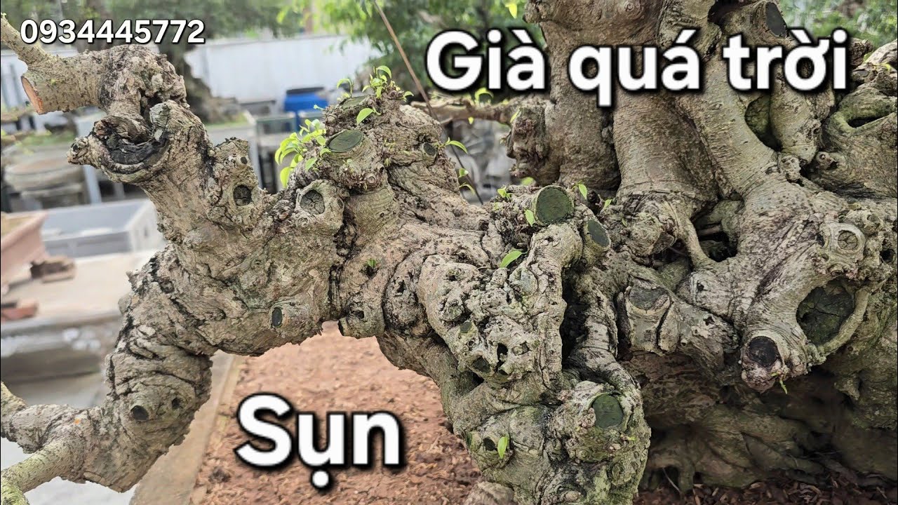 Xem mà gai hết người !. Vườn cây Giáp đá trường yên Chương Mỹ 