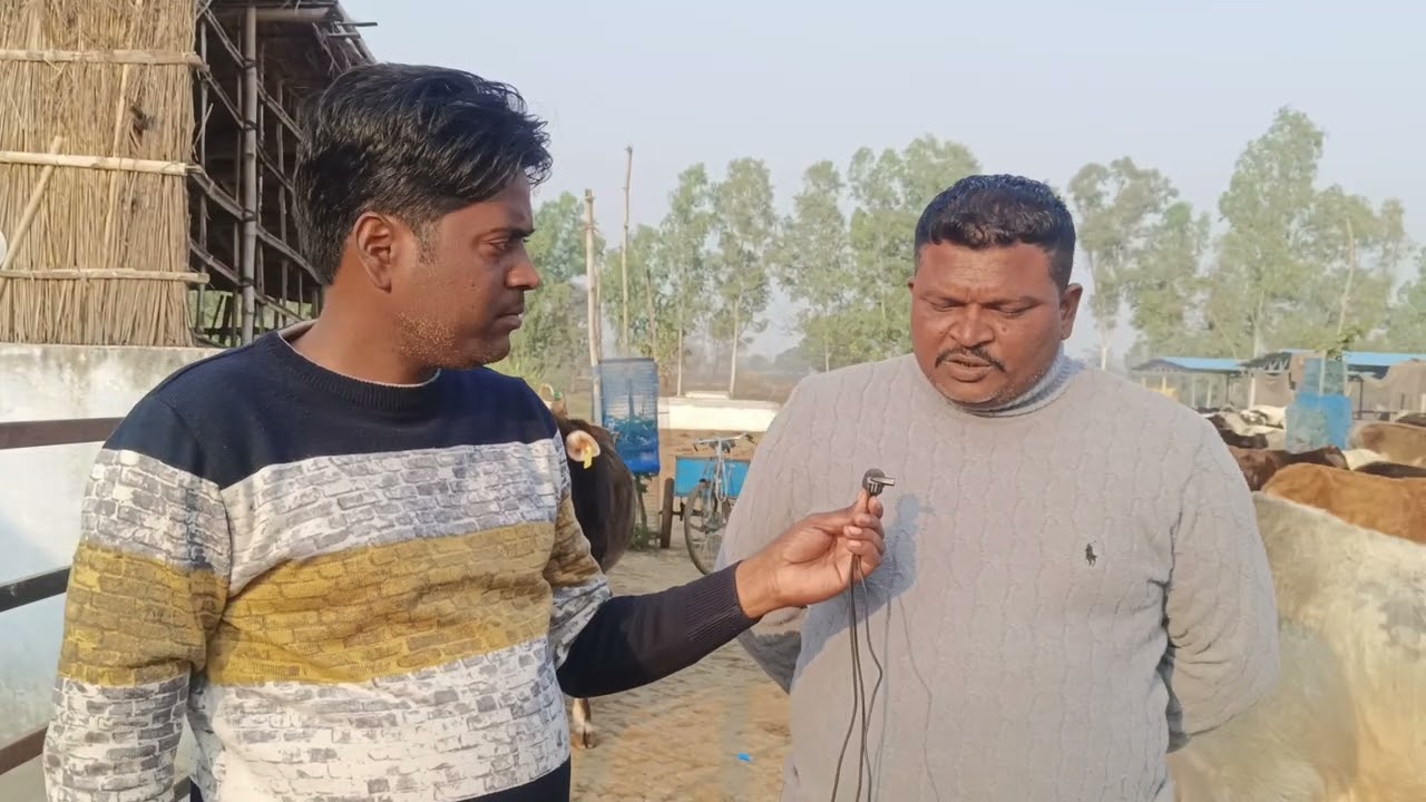निघासन क्षेत्र में बनी गौशाला में ग्राम प्रधान के आवाज देने पर दौड़े चले आते हैं गौवंशी पशु।