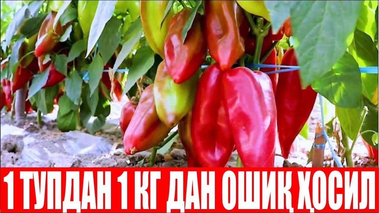 АСАКАЛИК ДЕҲҚОННИНГ ОРЗУСИДАГИ ЯВА F1 (Pepper Jawa F1-Sakata)
