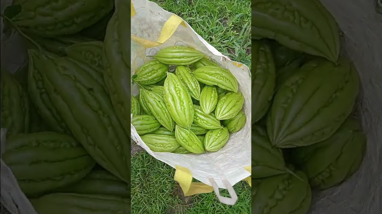 Hướng đến hái  khổ qua, lái rất  thitu