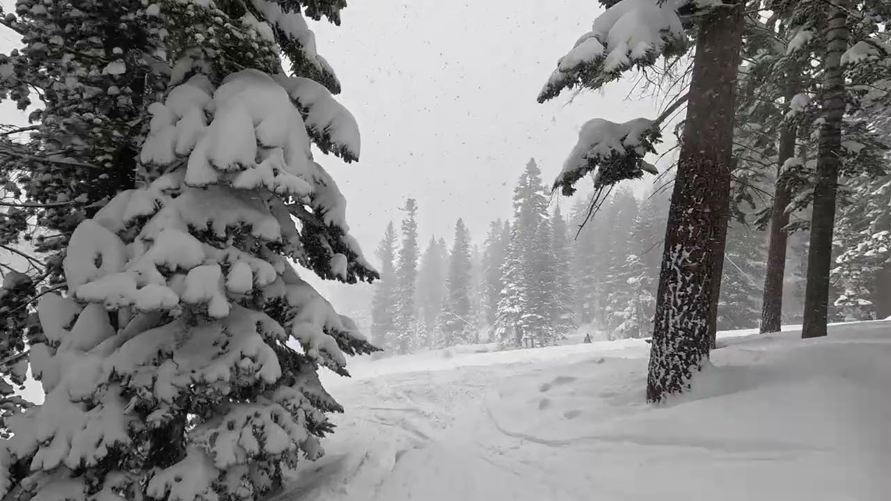 Heavenly day 5 stagecoach woods. First run of the day