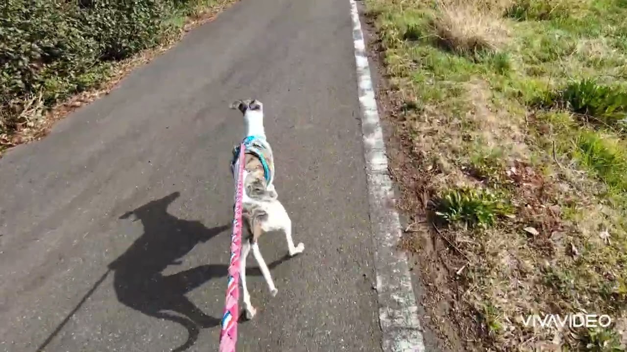 雨の日の前日は遊びまくる　エルさんち　17歳ココちゃん　いらっしゃい♪