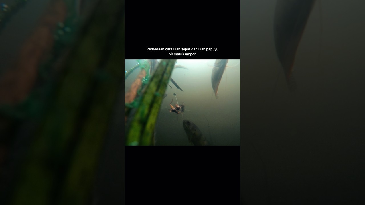 perbedaan cara ikan sepat dan ikan papuyu mematuk umpan #mancing #ikansepat #ikanpapuyu #underwater