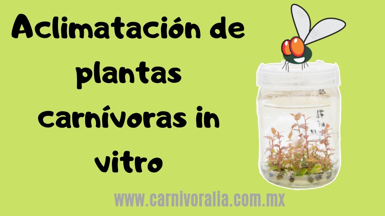 Cómo aclimatar FÁCILMENTE plantas carnívoras IN VITRO!! (MÍRALO)