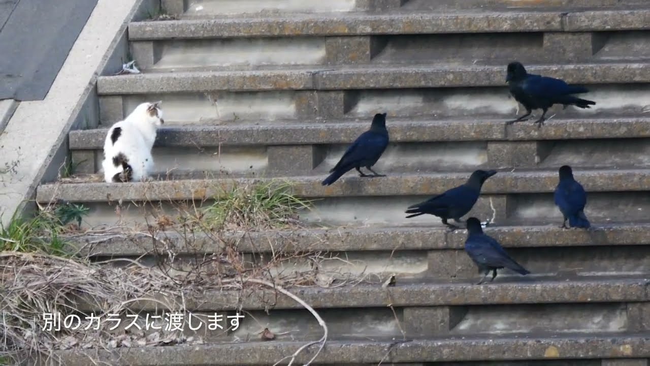 カラスが猫に謝る動画　「猫をつつかないように教えるカラス」