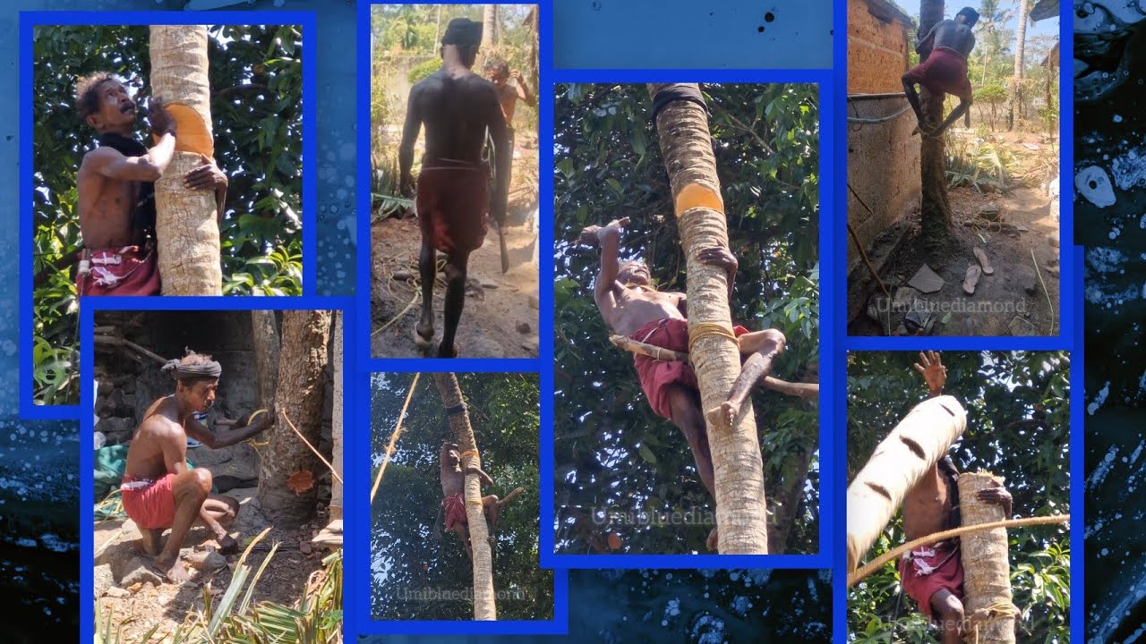 வீடருகே இடையூறாக நின்ற தென்னை மரம் அகற்றுகிறோம் 