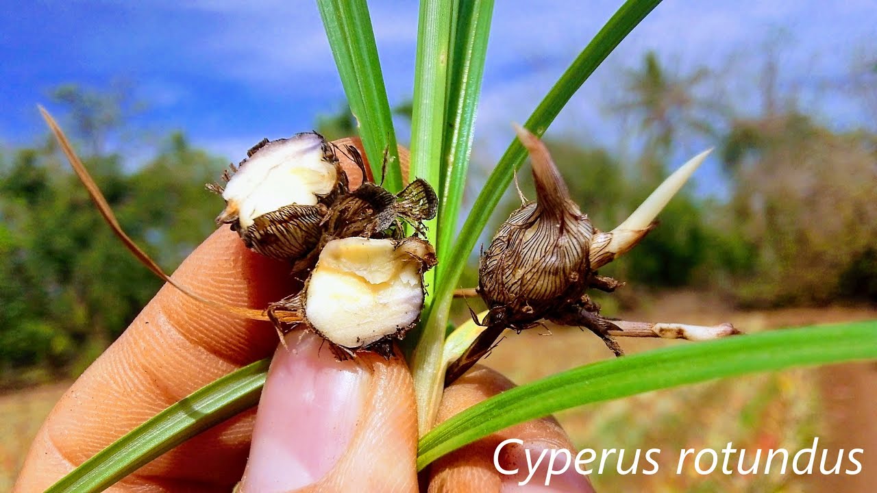 Coquillo, coquito, coyolillo, corocillo, cacomite, juncia, Cyperus rotundus.