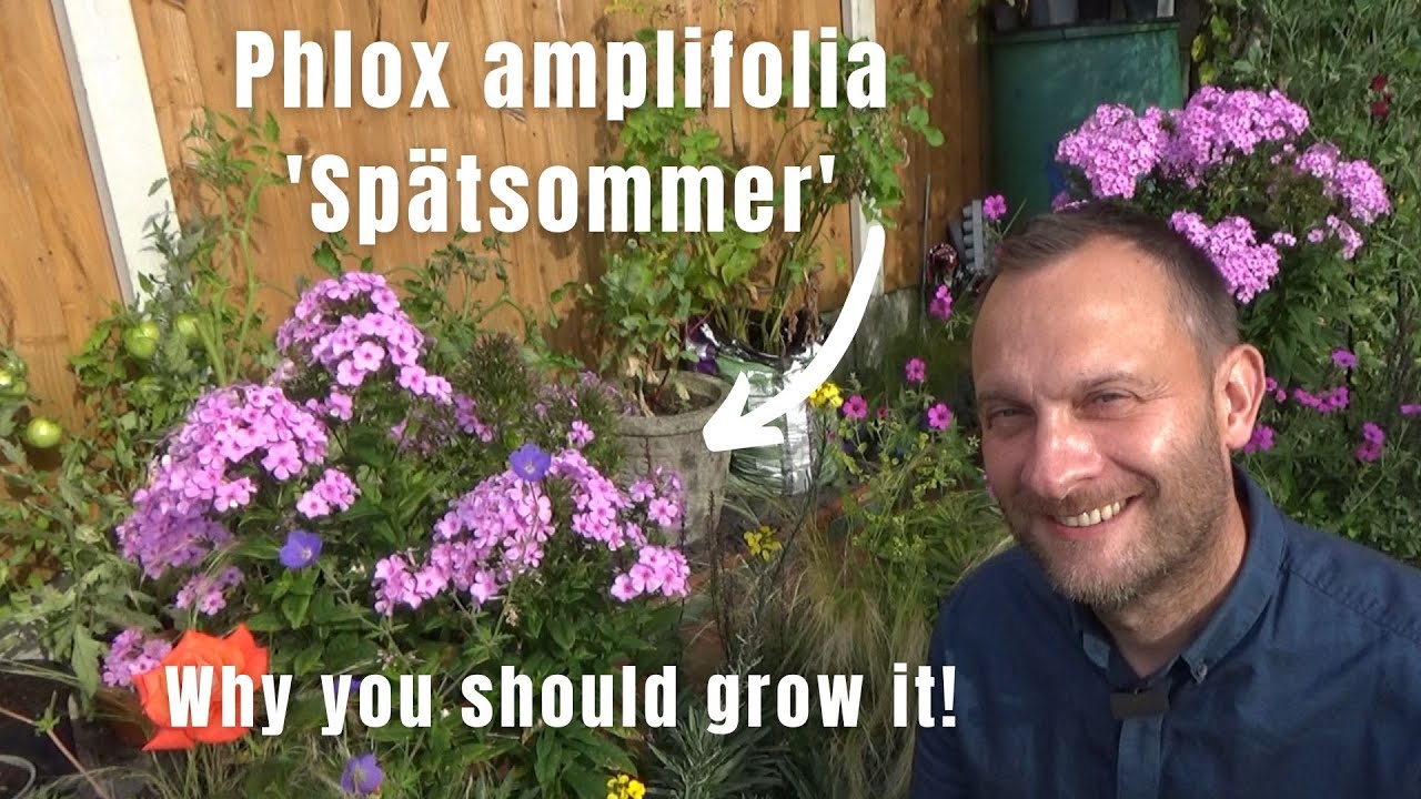 Phlox amplifolia 'Sp&auml;tsommer' | Late Summer Perennial | Scented Phlox | Summer Gardening