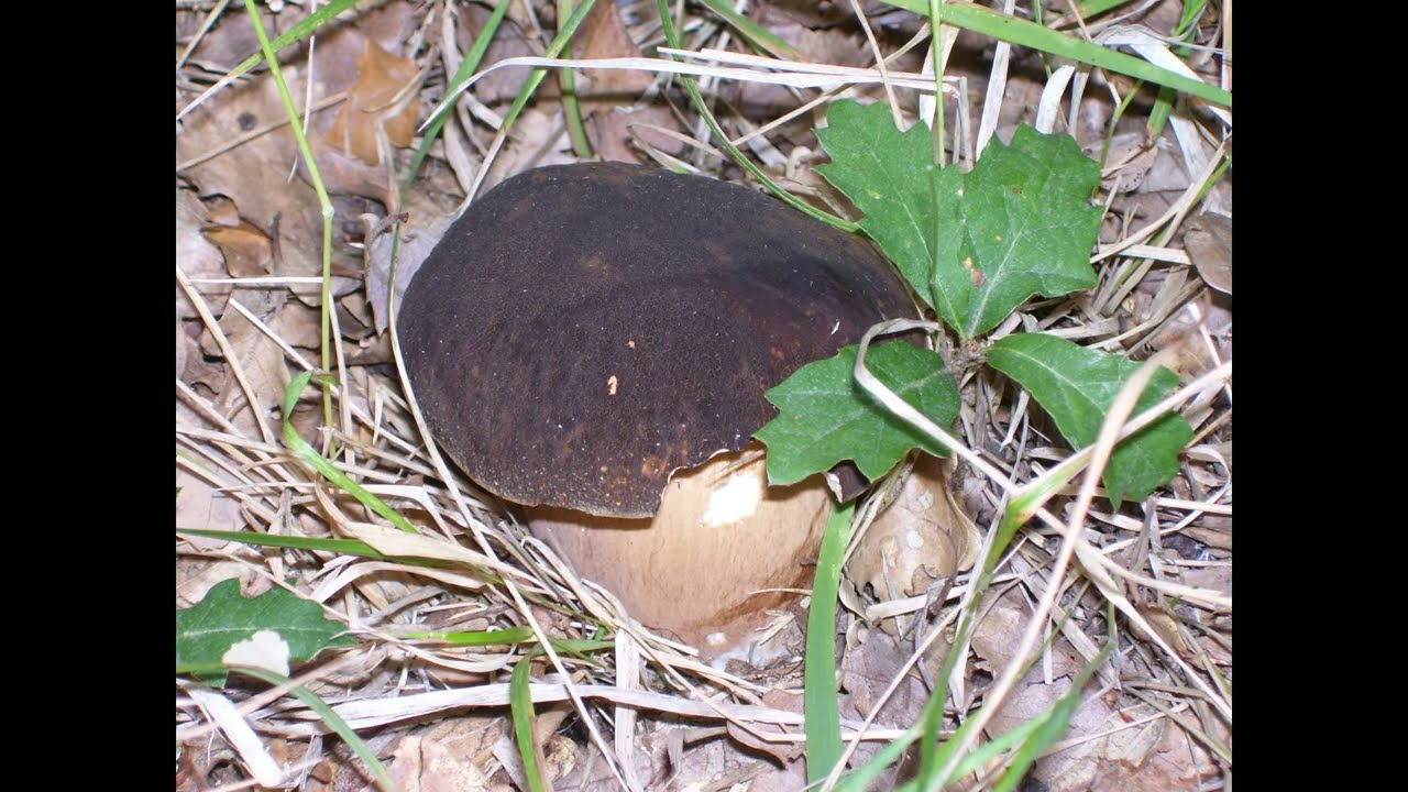 Boletus aereus