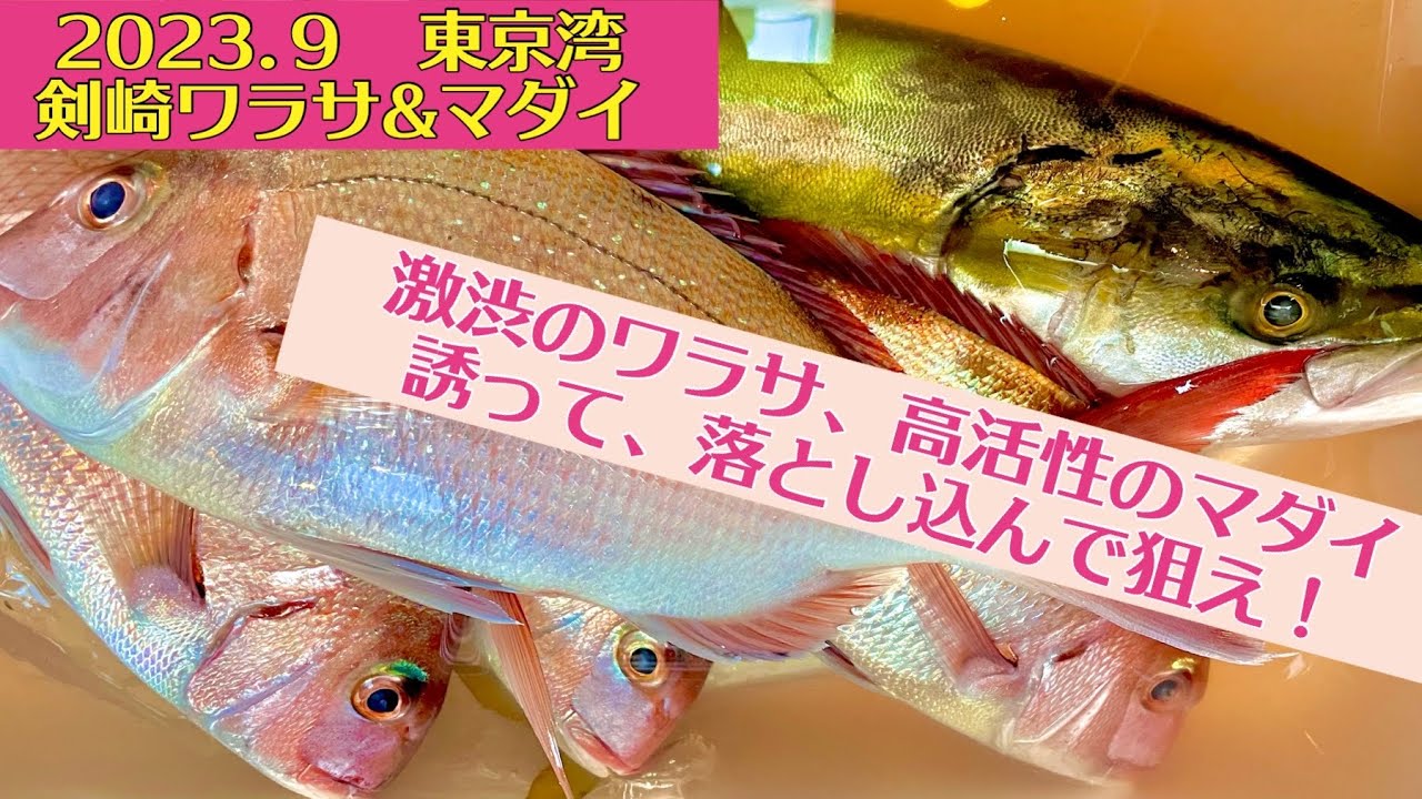 剣崎ワラサ＆真鯛！誘いと落とし込みでＷ本命ゲットを狙え(*‘∀‘)