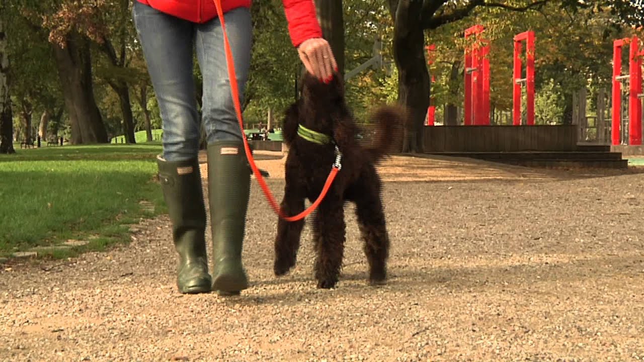 Hund med hensyn - 7. Træn din hund