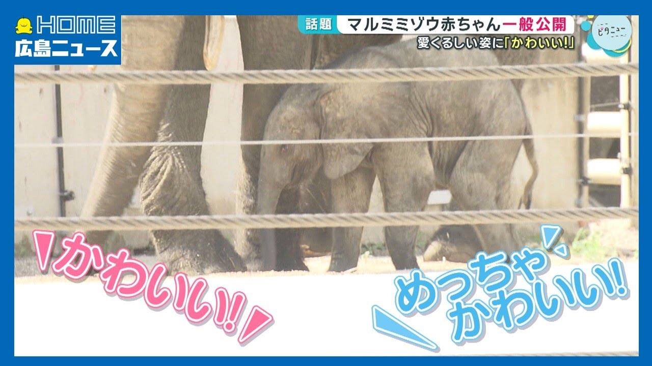 【国内初】マルミミゾウ赤ちゃん一般公開 名前の募集も｜HOME広島ニュース