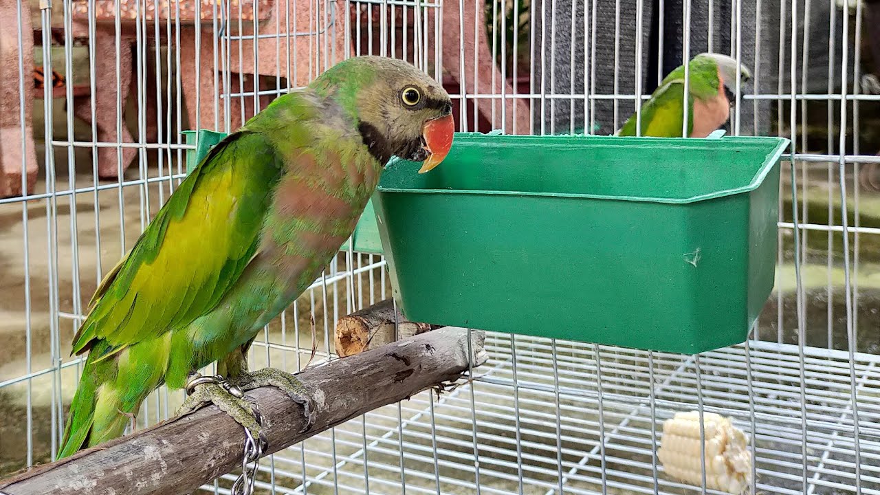 Chơi Lớn Mua Luôn 2 Chú Vẹt Ngực Hồng Mỏ Đen Và Mỏ Đỏ Về Nuôi / Quế Nghịch