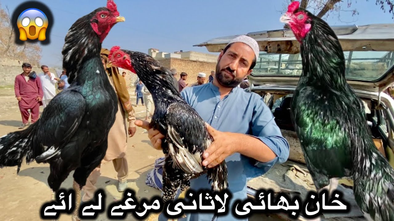 Khan bhai lasaani murghy le aye|Cheap rates|big offer haripur aseel murgha mandi 