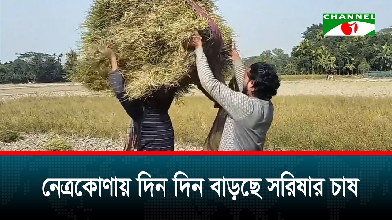 নেত্রকোণায় দিন দিন বাড়ছে সরিষার চাষ