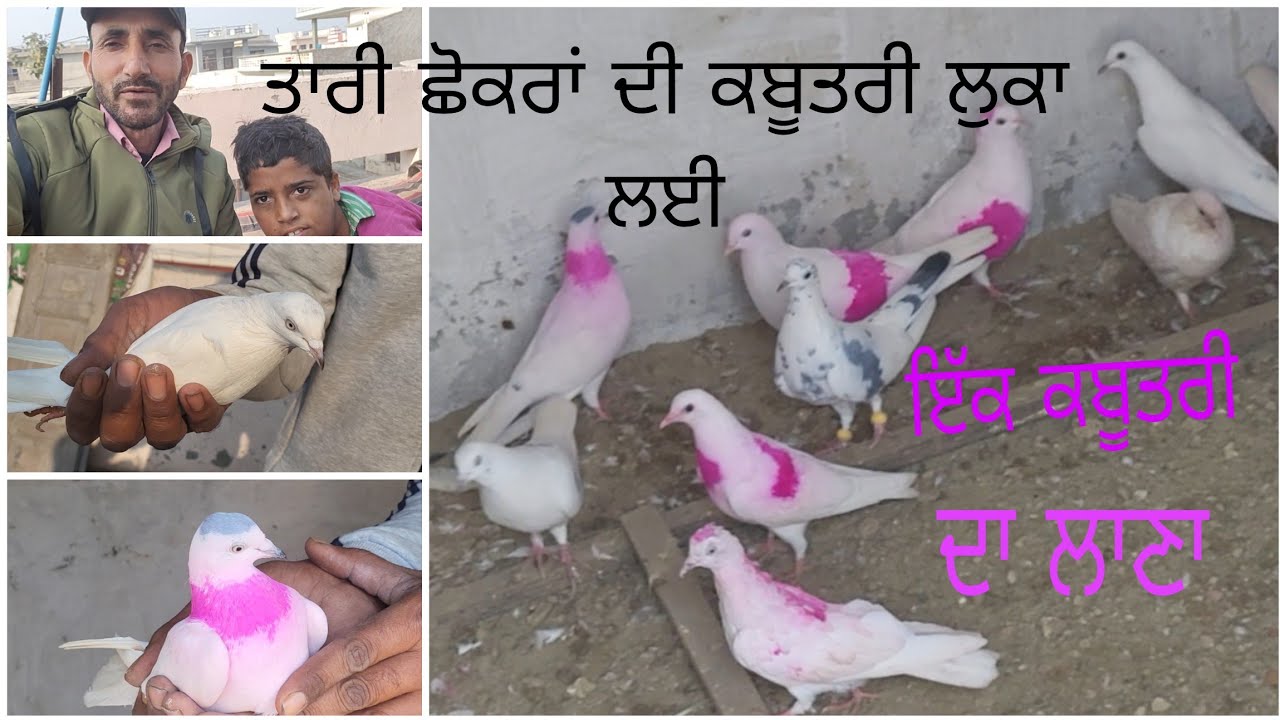Arsh Dhaliwal de kabooter..ਅਰਸ਼ ਧਾਲੀਵਾਲ ਦੇ ਕਬੂਤਰ.. ਇੱਕ ਜੋੜੇ ਦੀ ਨਸਲ..098883 06910