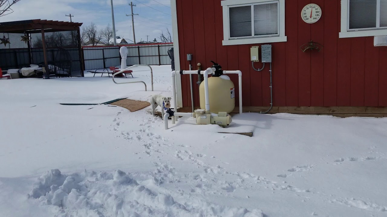 Casper dog in the snow