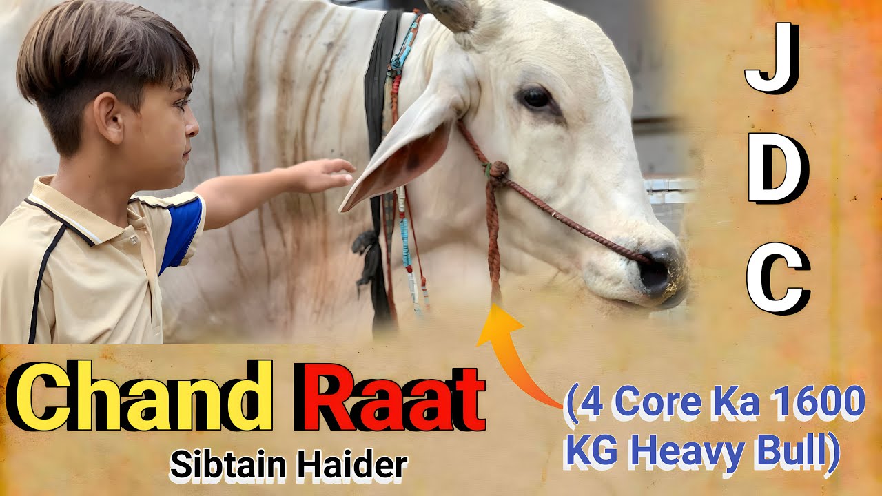 Chand Raat At | JDC With Heavy Bull | Sibtain Haider | Chachu Bhatija