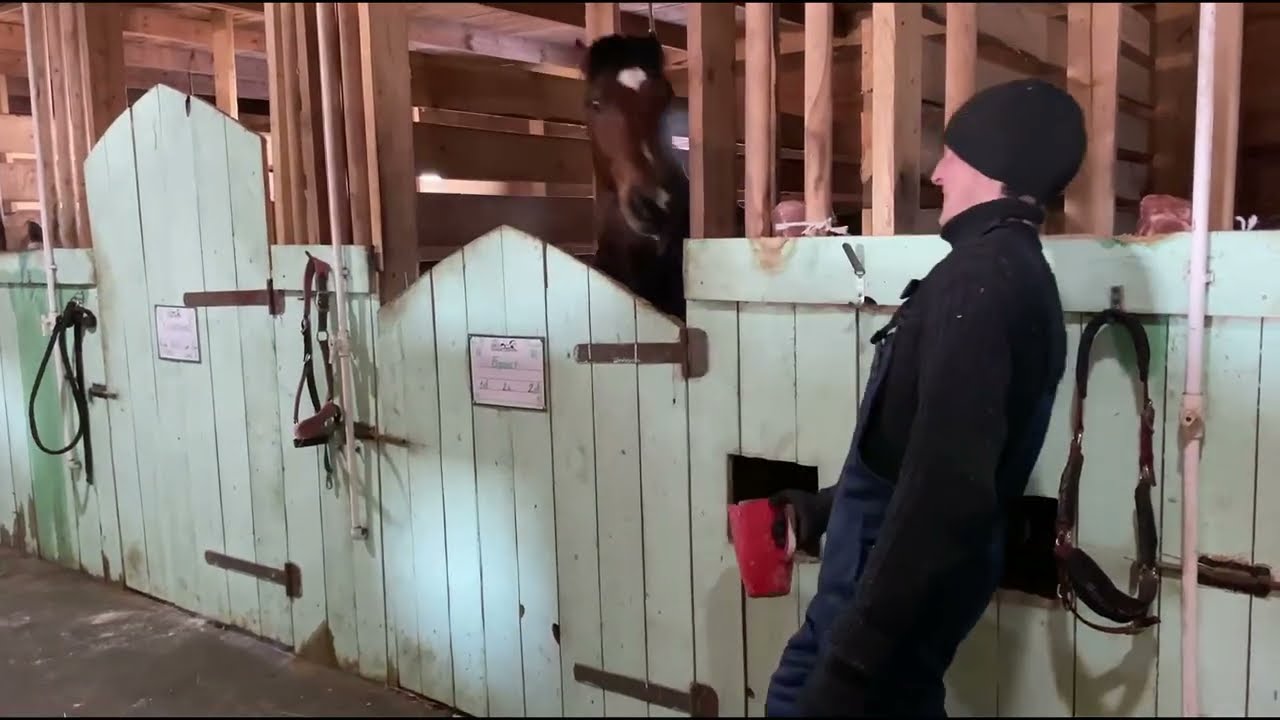 Работа с лошадьми за границей. Россия