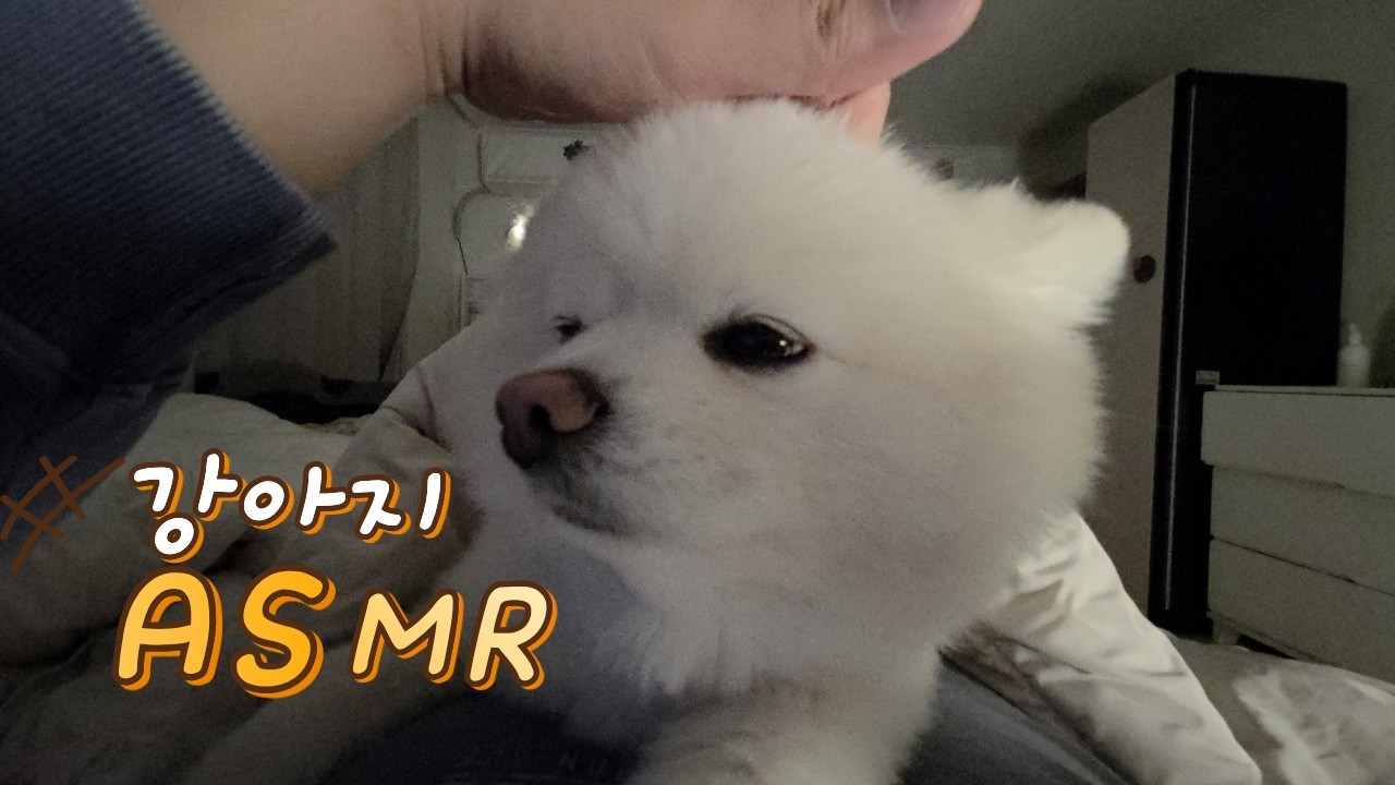 손만 닿아도 녹아내리는 인형 같은 포메라니안🐶 , 힐링 ASMR
