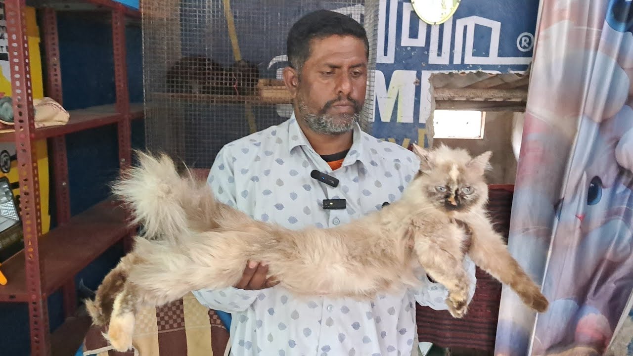 A To Z  Hyderabad Cattriy Adult Persian Cat Available in Hyderabaad 