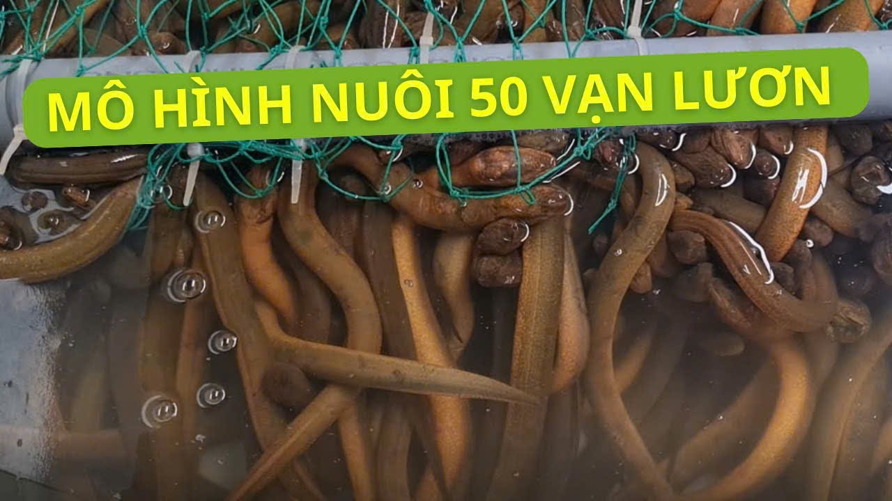 Mô hình nuôi 50 vạn lươn theo hướng hiện đại | Thủy sản Hùng Tiến