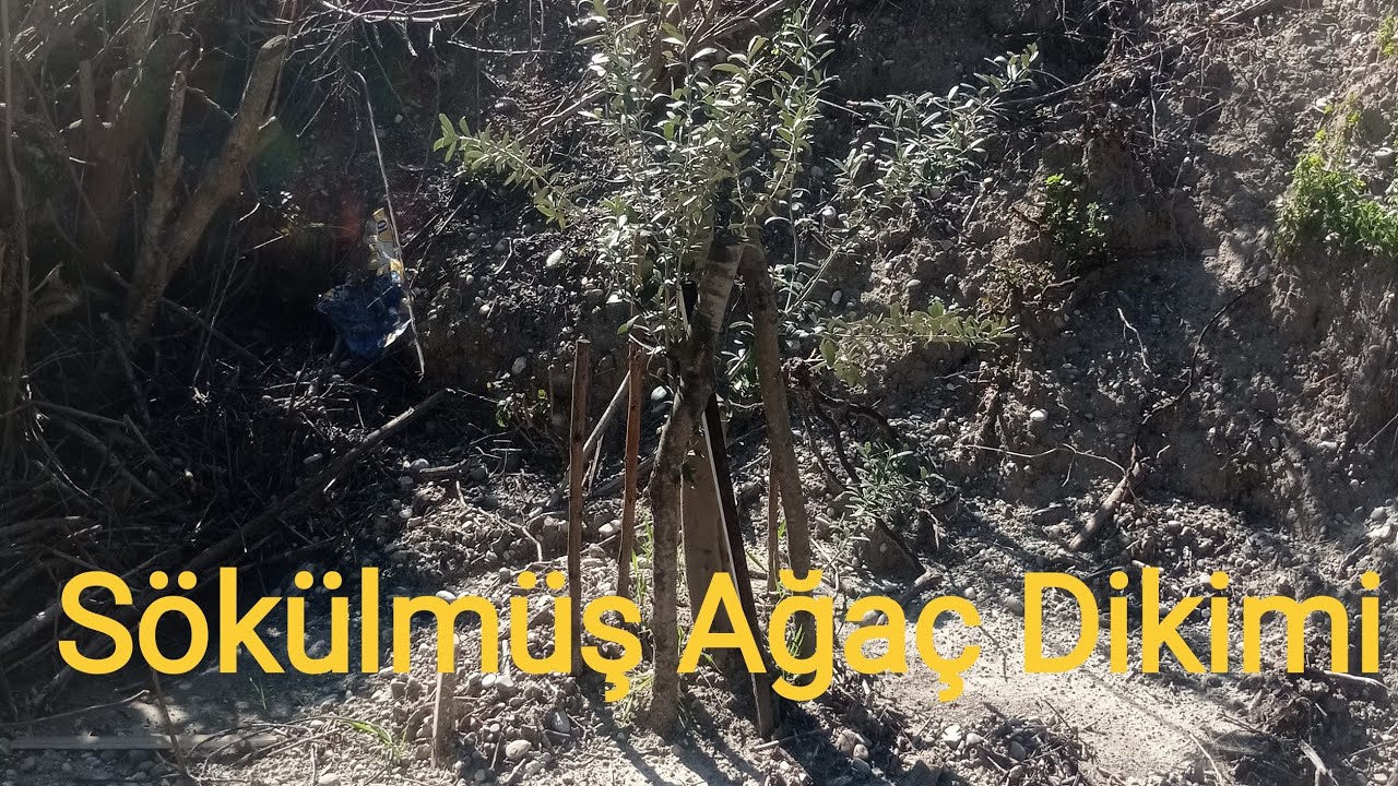Sökülmüş Ağaç Dikimi #acikkökagaçdikimi