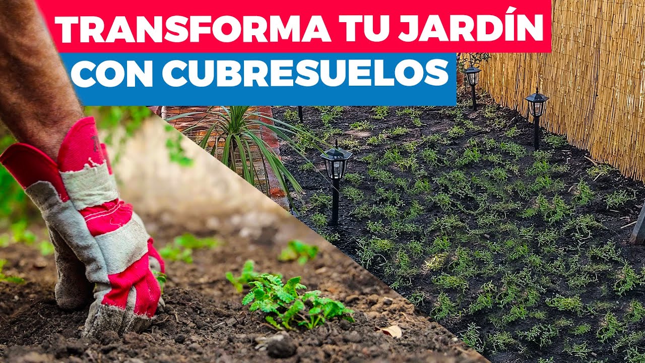 Cómo transformar tu jardín con cubresuelos