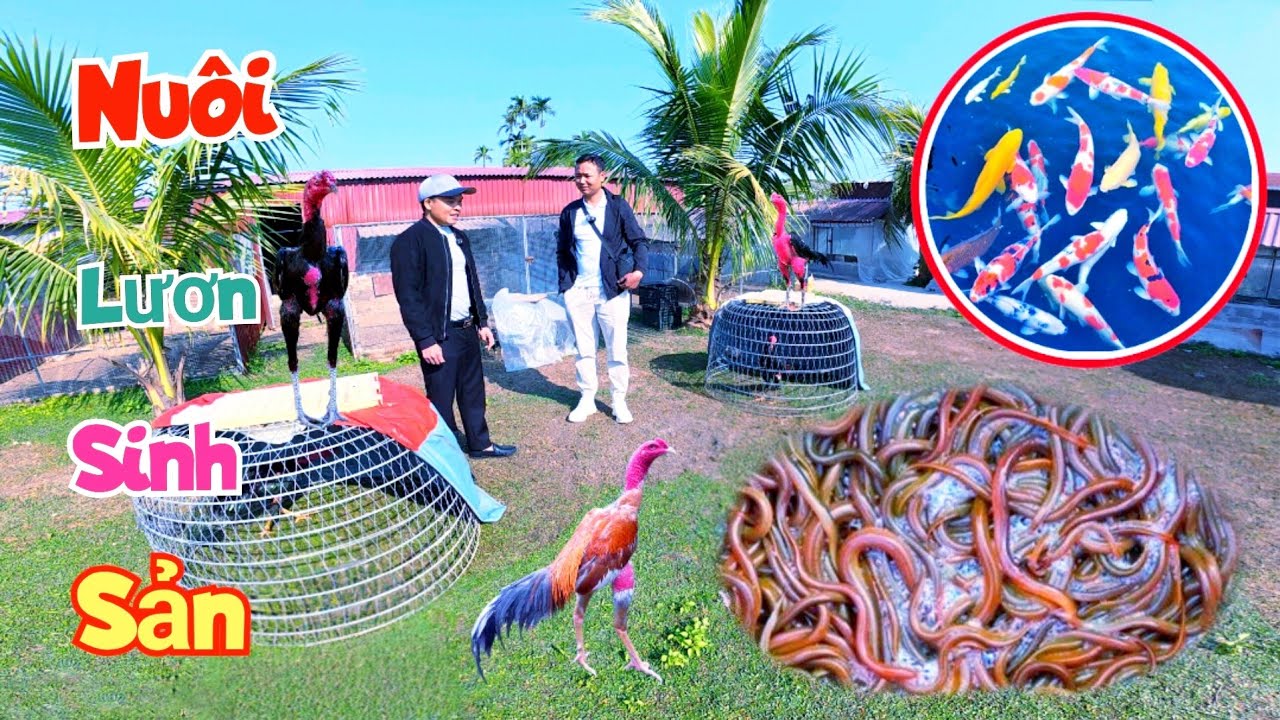 Đi 200 km Về Hải Phòng Mua Cá Koi Thăm Trại Gà Và Lần Đầu Thấy Cách Nuôi Lươn Sinh Sản / Quế Nghịch
