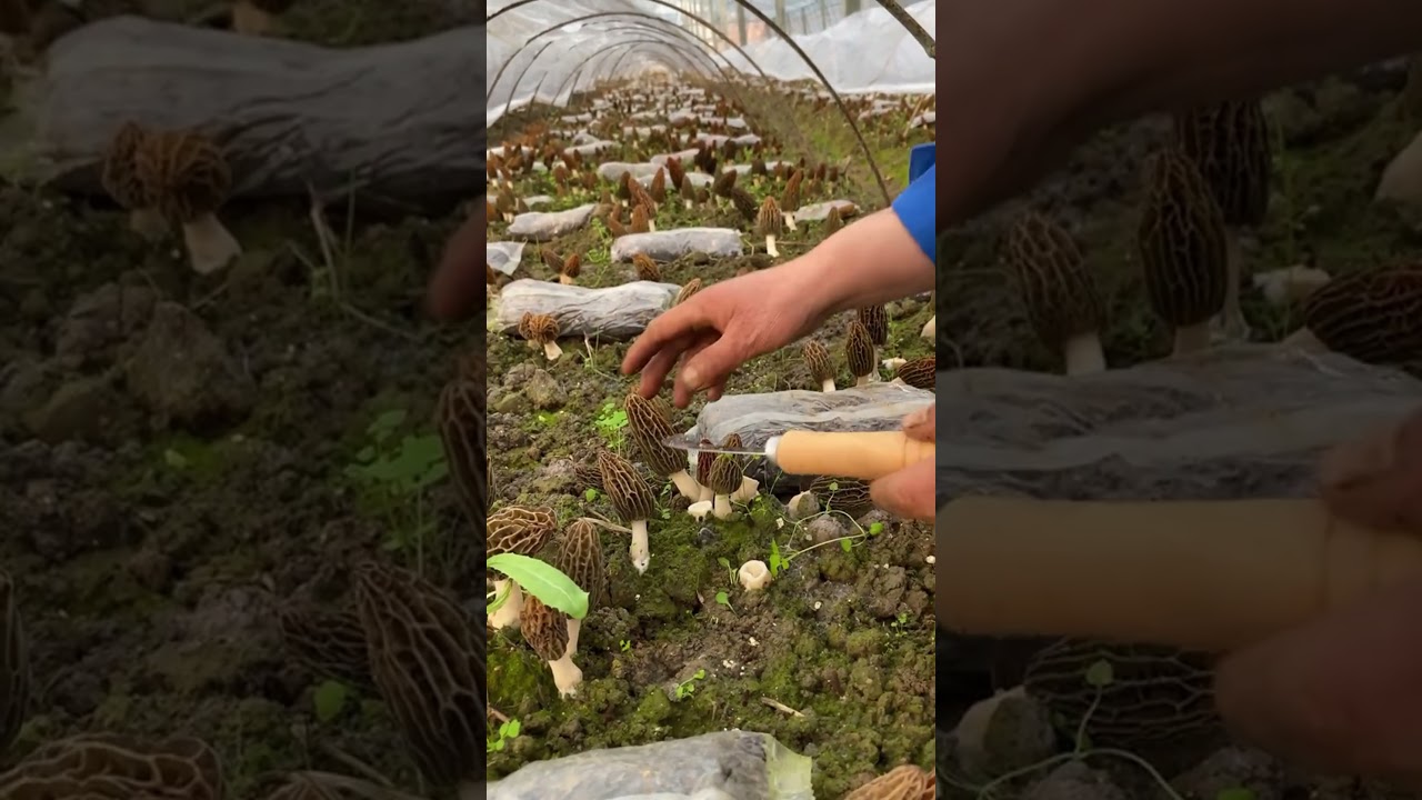 Morel Mushrooms Harvest &ndash; Fresh and Ready to Enjoy!