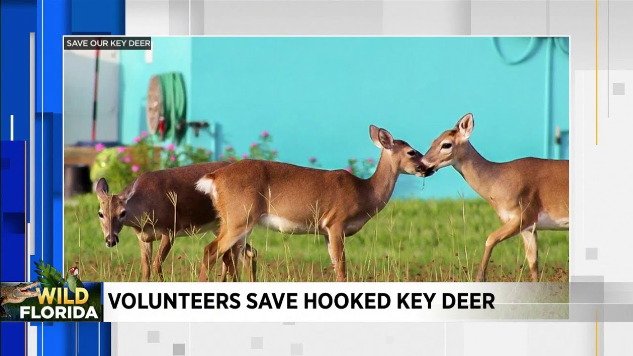 Wild Florida: Volunteers save deer in Florida Keys