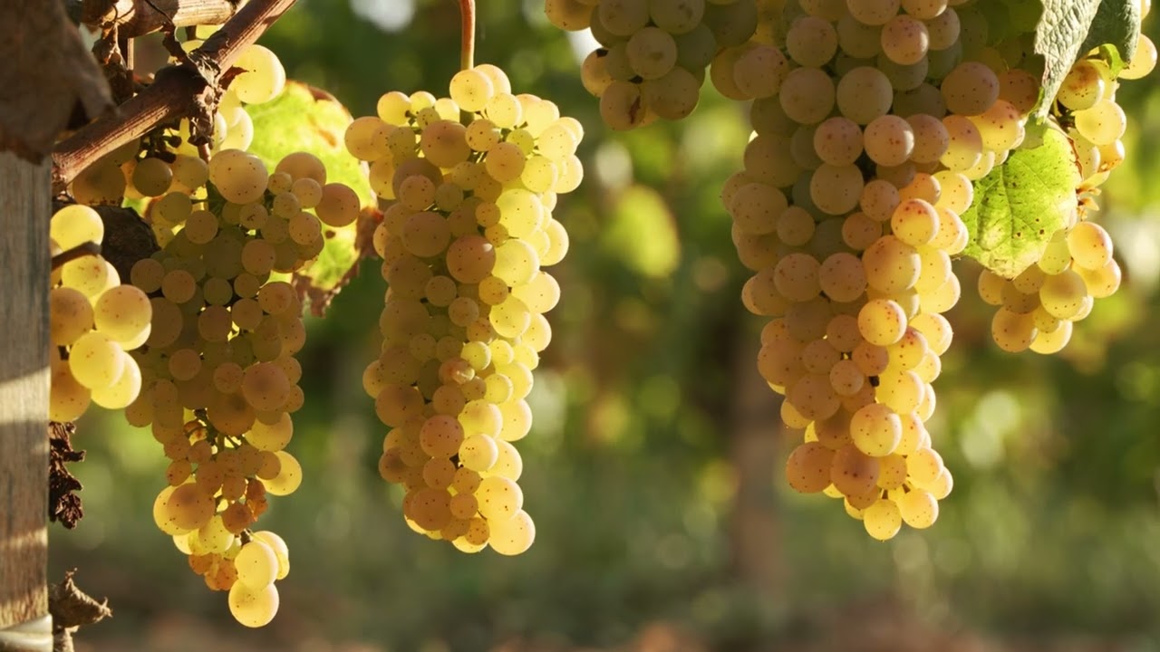 Harvest at Familia Torres: Forcada DO Pened&egrave;s